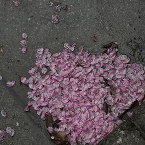 国产一级免费高清AV
